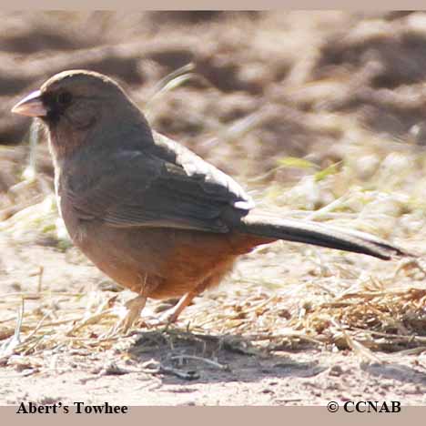 North American Birds