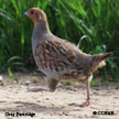 Partridges