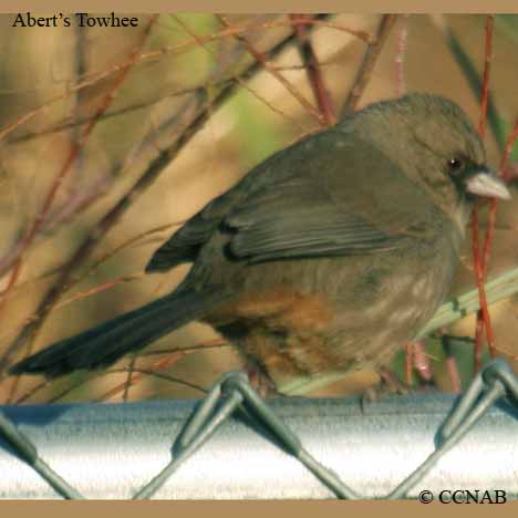 North American Birds