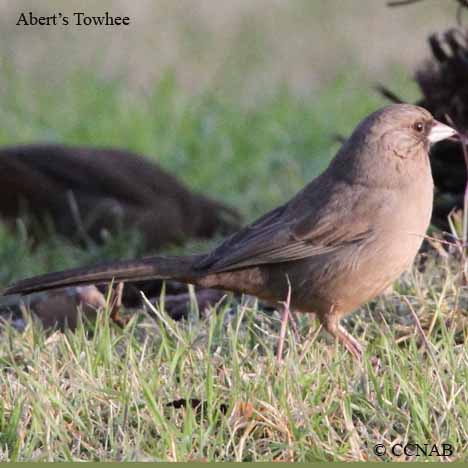 North American Birds