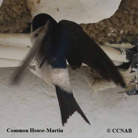 Birds of North America