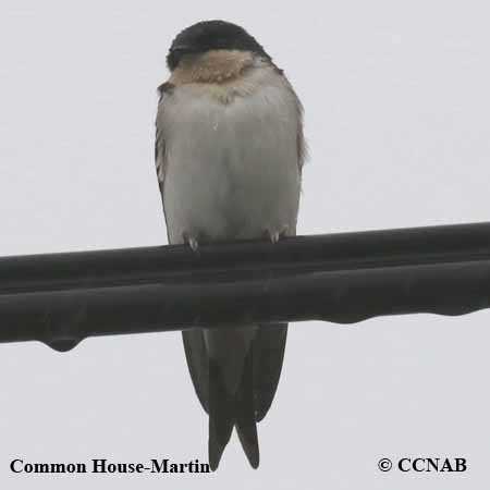 Birds of North America