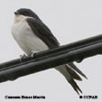Common House-Martin