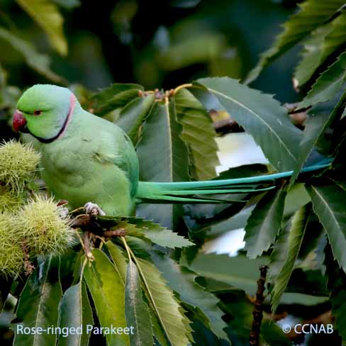 Rose-ringed Parakeet