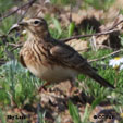 Sky Lark