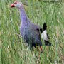 Swamphen