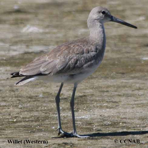 willets
