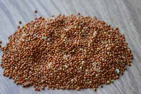 red millet