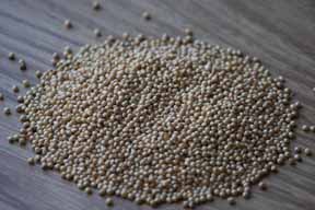 white millet